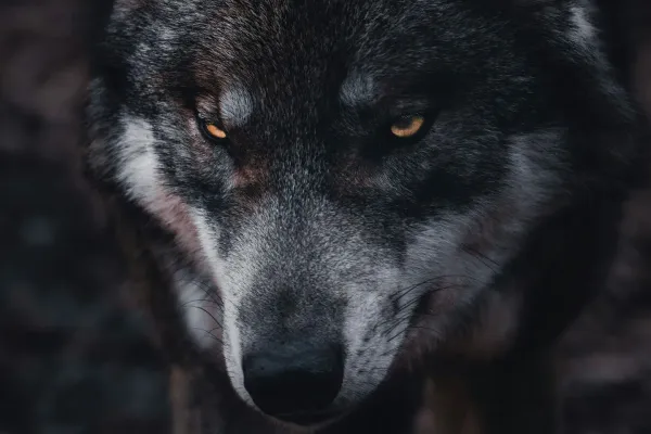 Hellhounds: The Fear of Failure